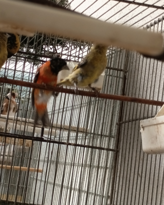 Cardinalini del Venezuela