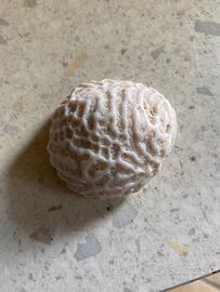Conchiglie da collezione