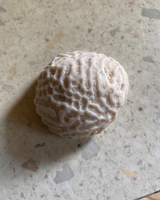 Conchiglie da collezione