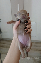 Chihuahua