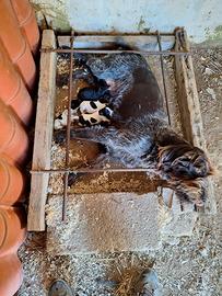 Cuccioli di razza Drahthaar