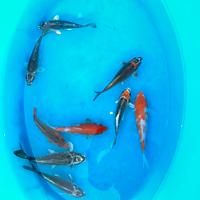 Koi laghetto