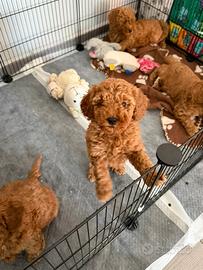 Cuccioli di barboncino