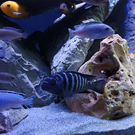 Pseudotropheus saulosi