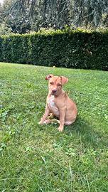 Cucciolo Pitbull, tre mesi e mezzo