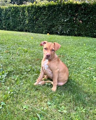 Cucciolo Pitbull, tre mesi e mezzo