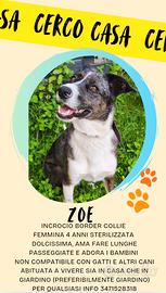 Border collie