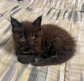 Cuccioli Mainecoon pedigree ANFI