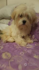 Cuccioli maltesi