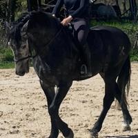 Cavallo stallone spagnolo PRE