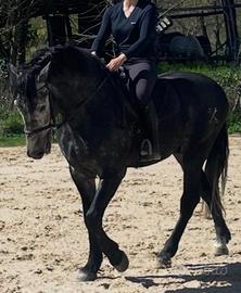 Cavallo stallone spagnolo PRE