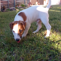 Cuccioli di Jack Russell di tre mesi