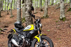 Ducati Scrambler Icon 2022 gialla
