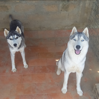 Disponibile intero allevamento di siberian husky