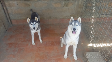 Disponibile intero allevamento di siberian husky