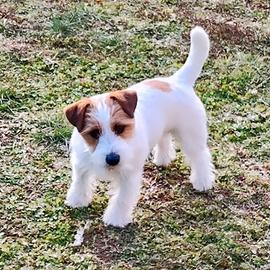 Jack russell terrier per accoppiamento