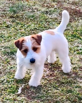 Jack russell terrier per accoppiamento