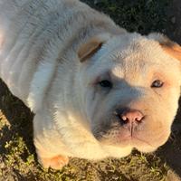 Shar Pei crema Pedigree