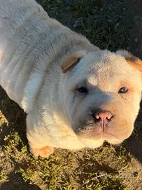 Shar Pei crema Pedigree