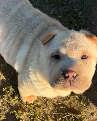 Shar Pei crema Pedigree