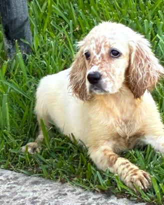 Setter inglese