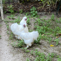 Galli Moroseta maschi bianchi