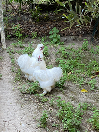 Galli Moroseta maschi bianchi