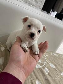 Mini chihuahua Toy da borsetta