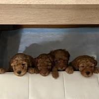 Cuccioli barboncino Red