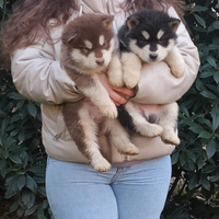 Alaskan Malamute Fegato e Nero disponibili