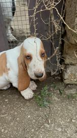 Basset Hound