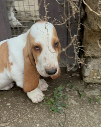 Basset Hound