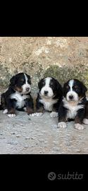 Cuccioli BOVARO DEL BERNESE