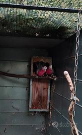 Cacatua Rosecapilla
