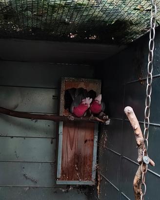 Cacatua Rosecapilla