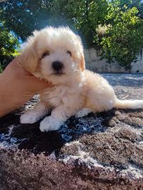 Maltipoo Cucciole
