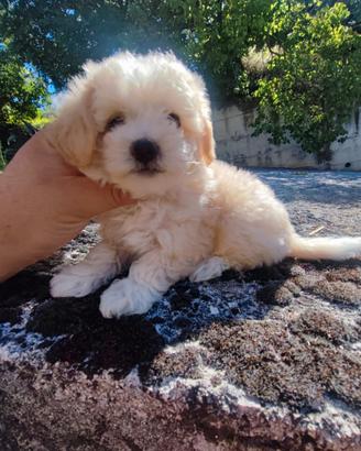Maltipoo Cucciole