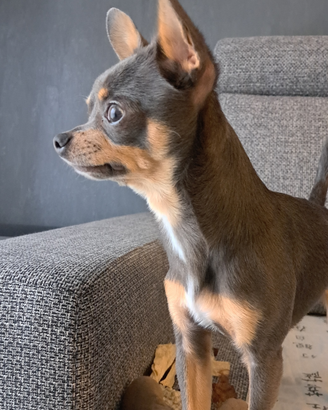 Chihuahua per monta