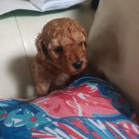 Cucciolo barboncino toy