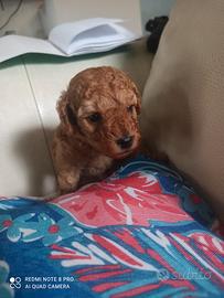 Cucciolo barboncino toy