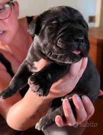 Cuccioli di cane corso