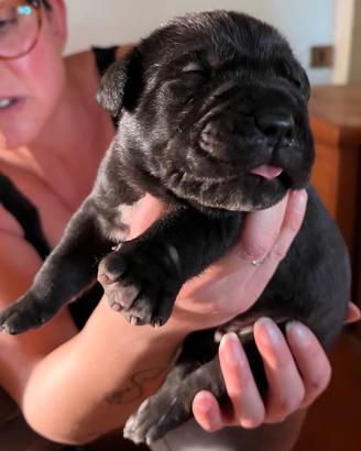 Cuccioli di cane corso