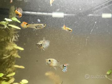 Pesci Guppy