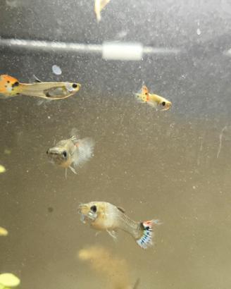 Pesci Guppy