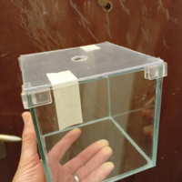 Cubi adatti hai betta