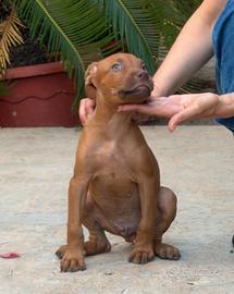 Cuccioli Pitbull