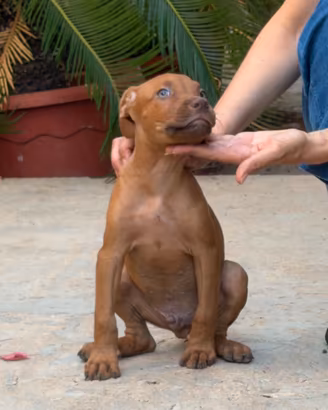 Cuccioli Pitbull