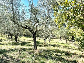 Terreno di 3500 m² a Viterbo