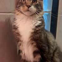 Maschio Maine Coon