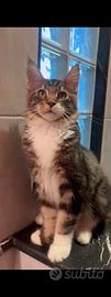 Maschio Maine Coon